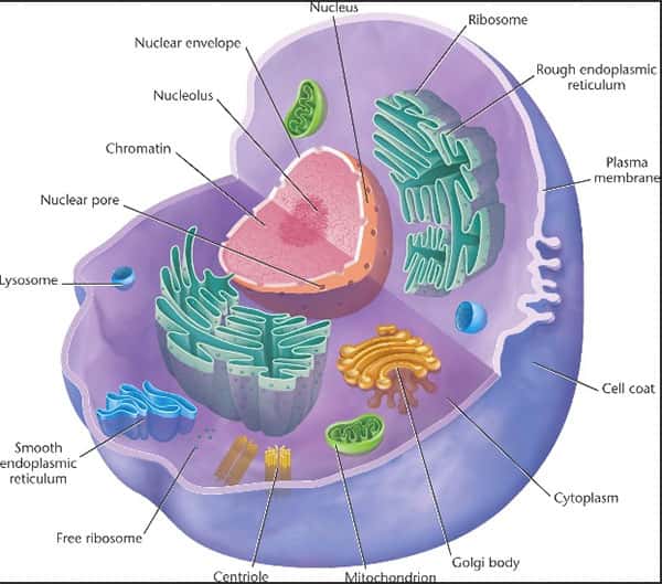 Anatomia Celular - Biologia - Grupo Escolar