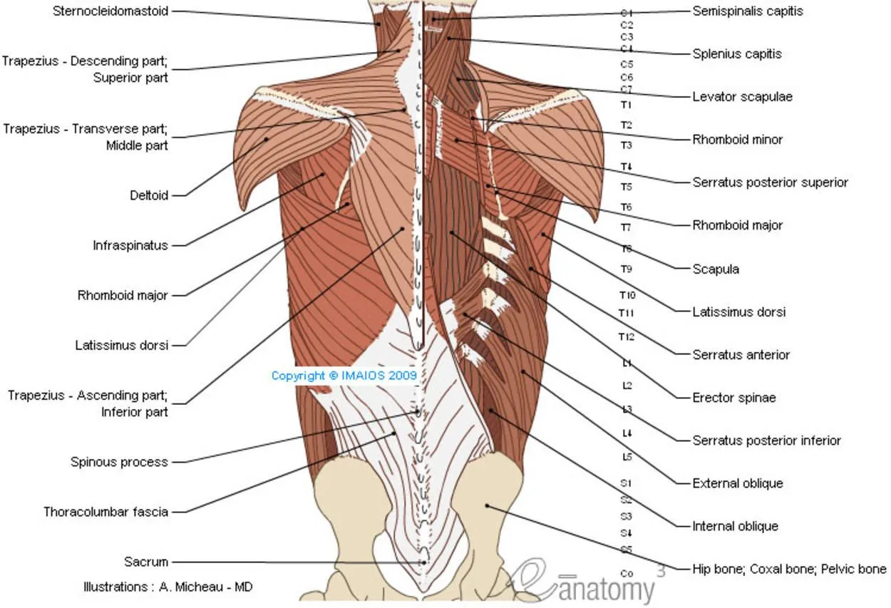 Anatomía de la columna vertebral y la espalda