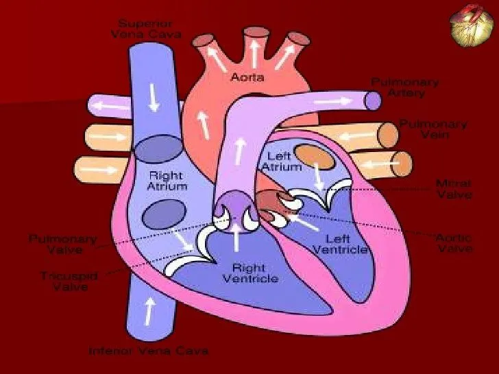 Anatomia de corazon