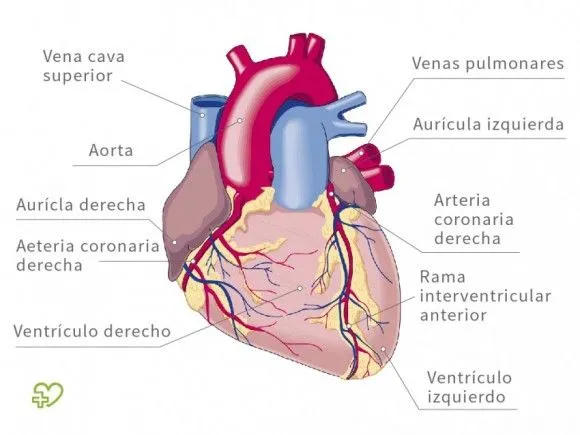 Anatomía del corazón : Capas del corazón, Ventrículos, Fisiología ...