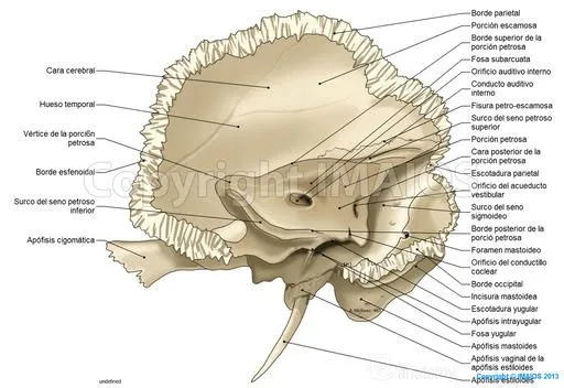 Anatomía del cráneo: ilustraciones anatómicas