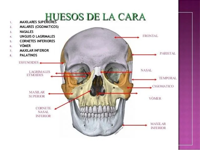anatomia-de-cabeza-8-638.jpg? ...