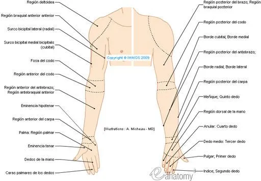 Anatomía de la extremidad superior