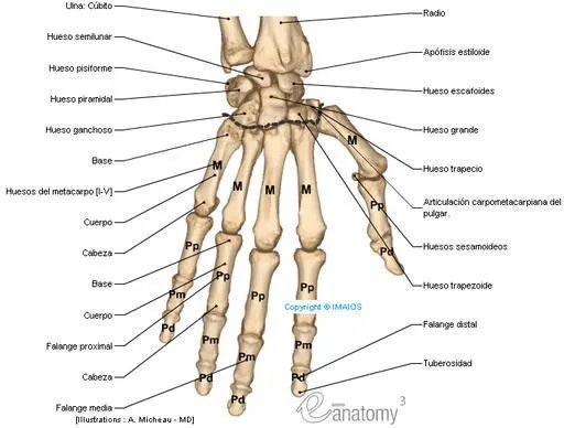 huesos de miembro superior - Mind42