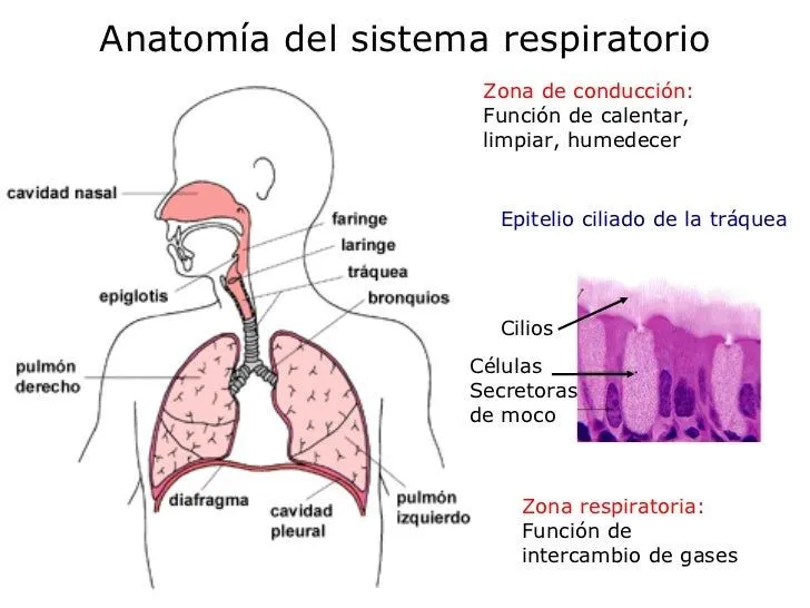 anatoma-y-fisiologa-del- ...