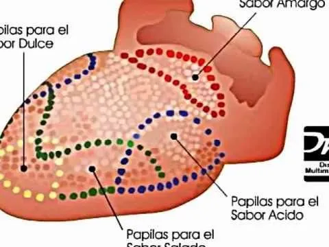 Anatomia y Fisiologia de La Boca - YouTube