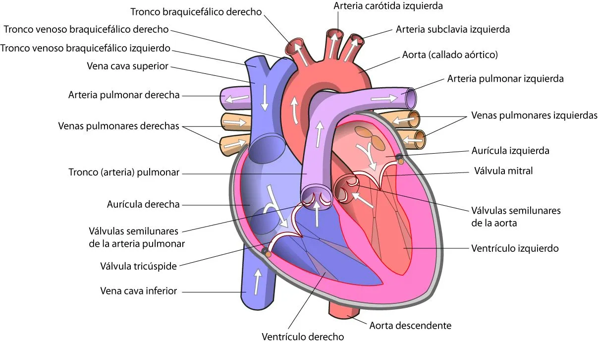 Anatomía y fisiología del corazón | el moderno prometeo