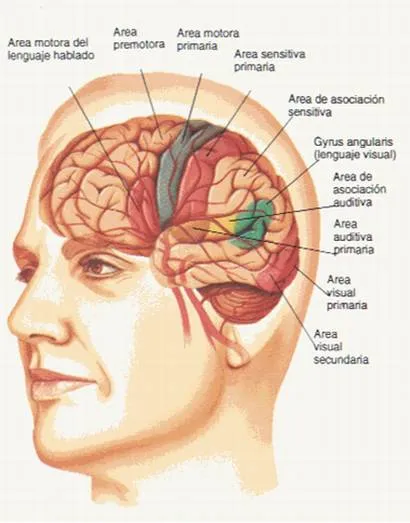Anatomía y fisiología del sistema nervioso - Monografias.com