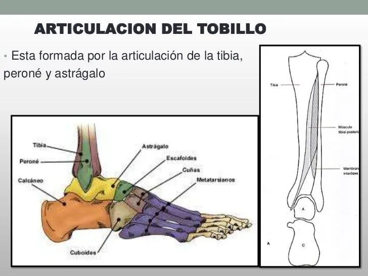 anatomia-funcional-del-tobillo ...
