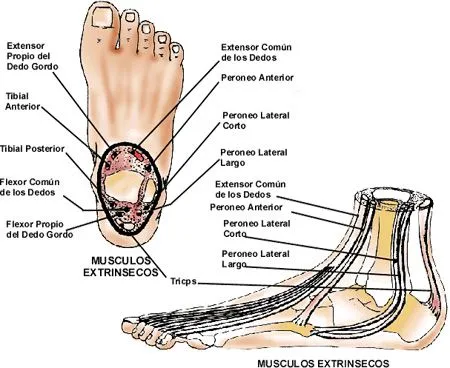 Anatomía funcional del pie - Punto Fape