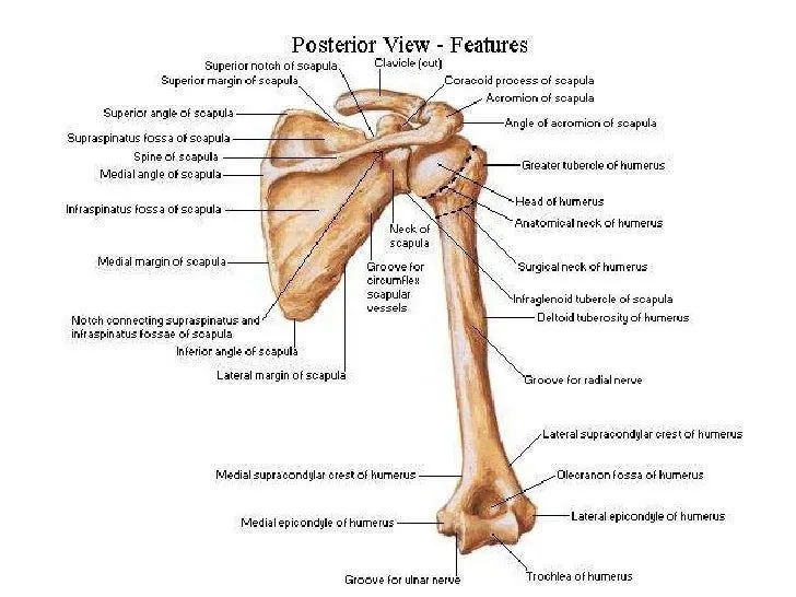 anatomia-huesos-del-miembro- ...
