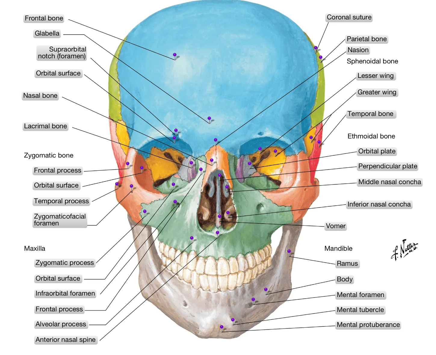 Anatomía Humana: Huesos y suturas del craneo Anatomía Humana: Huesos y suturas del craneo