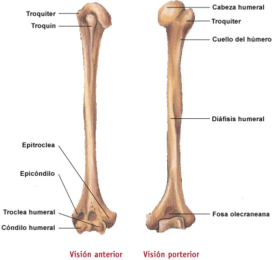 Anatomia Humana: mayo 2010