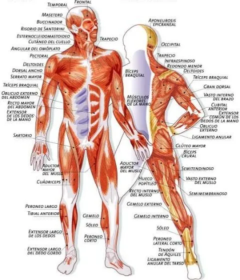 Imagenes sistema muscular para imprimir - Imagui