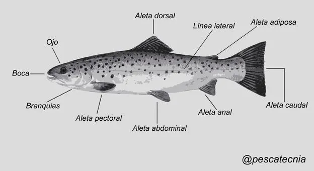 Anatomía de un pez | Pescatecnia