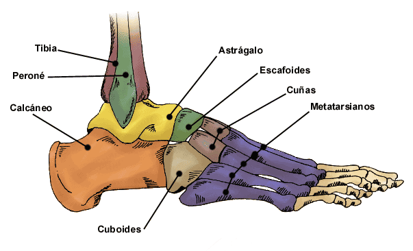Huesos del pie | Anatomia - pie y tobillo. | Pinterest | Pies ...