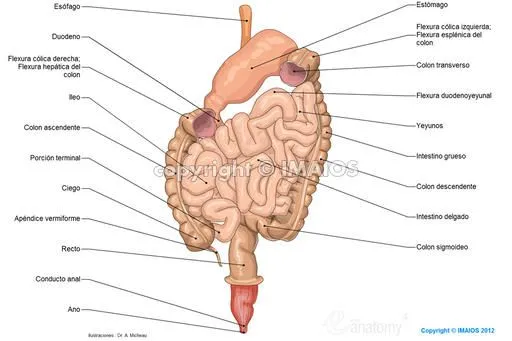 Anatomía del sistema digestivo y del abdomen: ilustraciones anatómicas