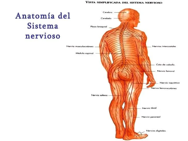 Anatomía sistema nervioso central