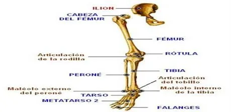 Anatomía del sistema óseo - Monografias.com