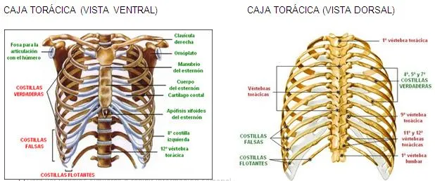 Anatomía del sistema óseo - Monografias.com
