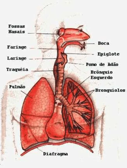 Anatomia sistema respiratorio - Imagui