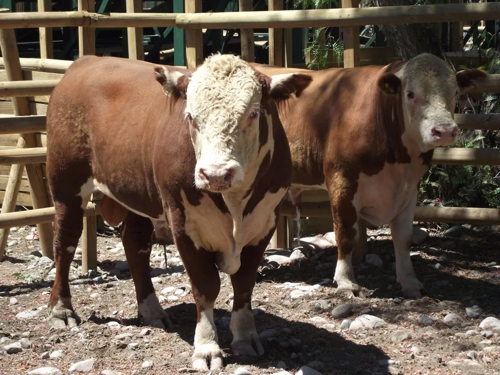 Andes on line | Con toros de raza Hereford mejoran ganado en Putaendo