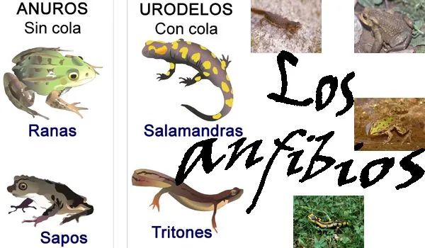 Dibujo animales anfibios - Imagui