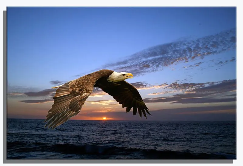 Ángeles Estrellas De La Tierra: Seamos águila Ángeles Estrellas De La Tierra: Seamos águila