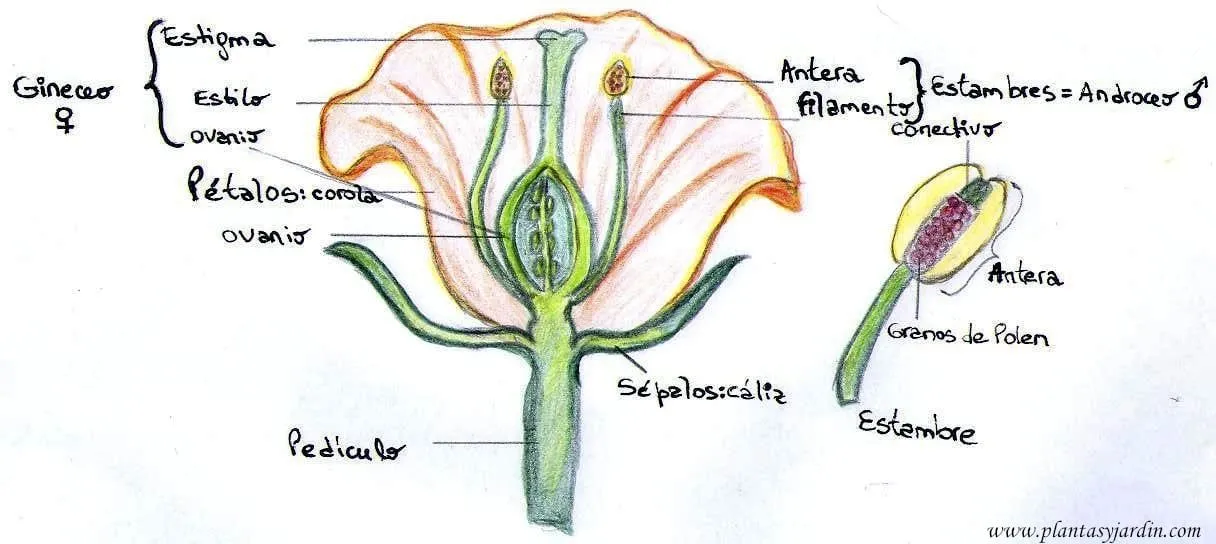 Las Angiospermas partes de una flor – Plantas & Jardín
