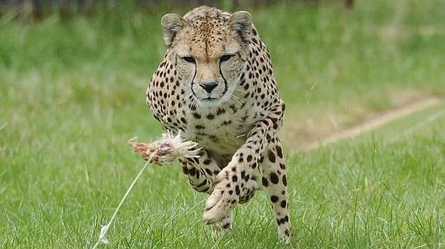 Anima-Blog: ¿Por qué el guepardo es el animal más rápido?