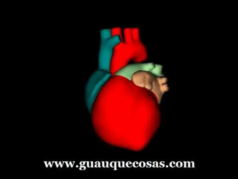 Animacion en 3D de un corazon humano 3D animation of a human heart ...
