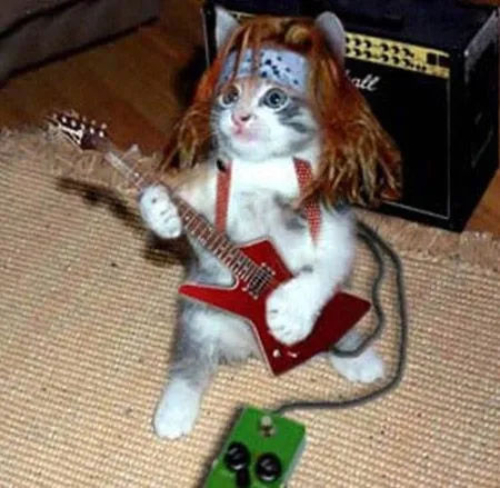 rockeando posted by roolo etiquetas animales disfraces fotos gatos ...