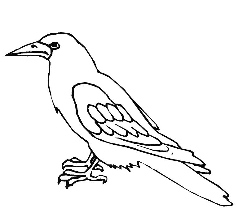 Dibujos para colorear de Cuervos, Corvus corax, Corvidae ...