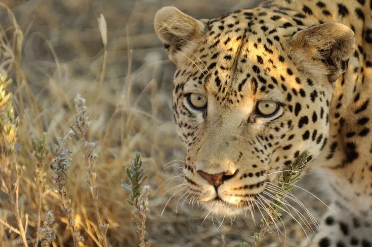 Animal Leopard Wallpaper | Felinos ferozes | Pinterest