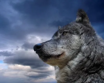 Animal - Wolf Wallpapers And Backgrounds