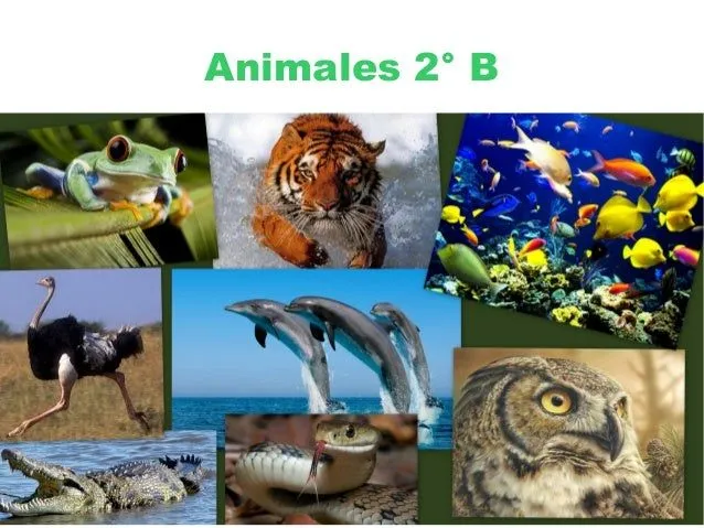 animales-2-b-1-638.jpg?cb= ...