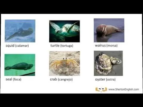 Animales Acuáticos - Vocabulario en Inglés - Water Animals ...