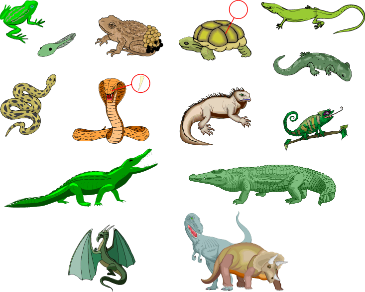 Dibujos animados de animales anfibios - Imagui