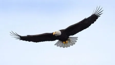 Animales y Animales » Águilas: 15 datos interesantes