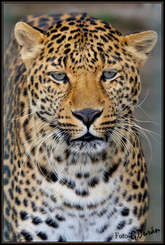 Cara de leopardo - Imagui