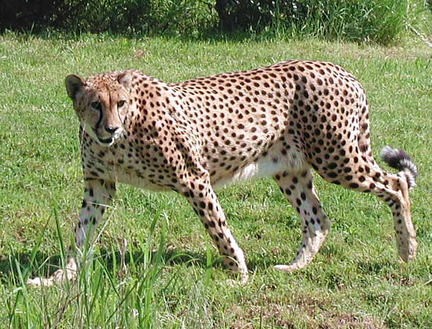 Animales y Animales » Leopardos