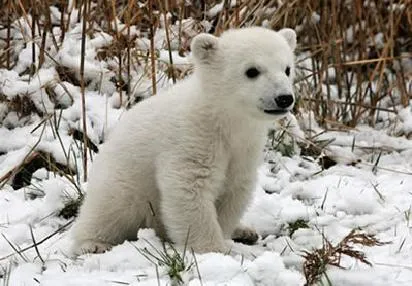 Animales y Animales » oso polar