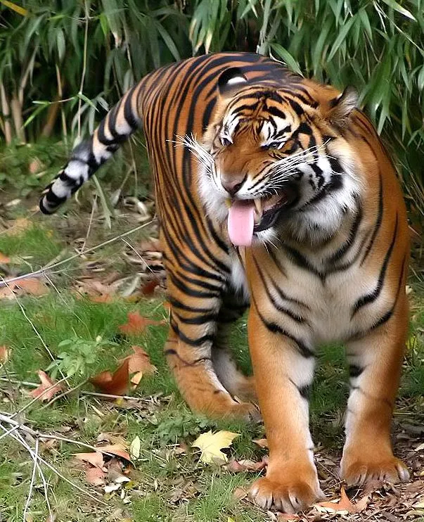 Imágenes que denuncian como se destruye el hábitat del tigre de ...