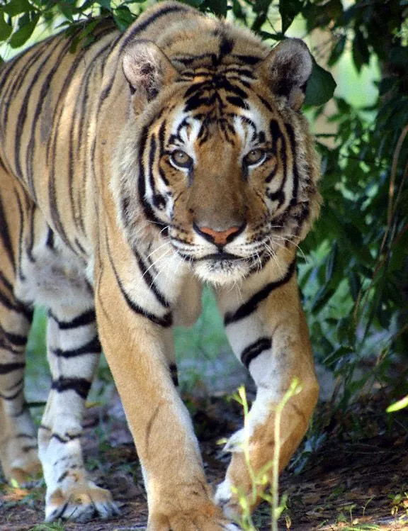 Animales y Animales » tigres