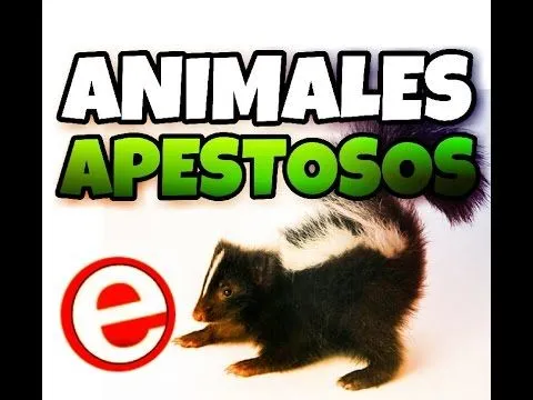 Los animales más apestosos del mundo (+Video) - Noticias Venezuela