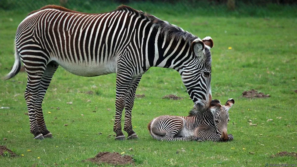 Animales bebe del zooológico de Reino muy tierno - Identi