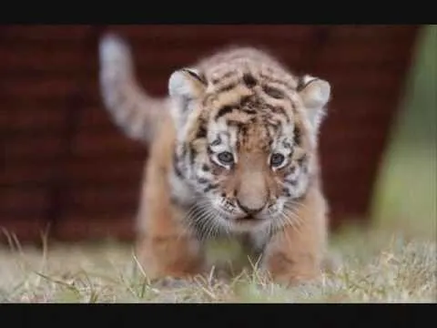 Animales Bebés -Baby Animals - YouTube