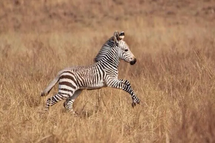 Animales Bebés on Twitter: "Zebra bebé. http://t.co/6k4qZjQVnO"