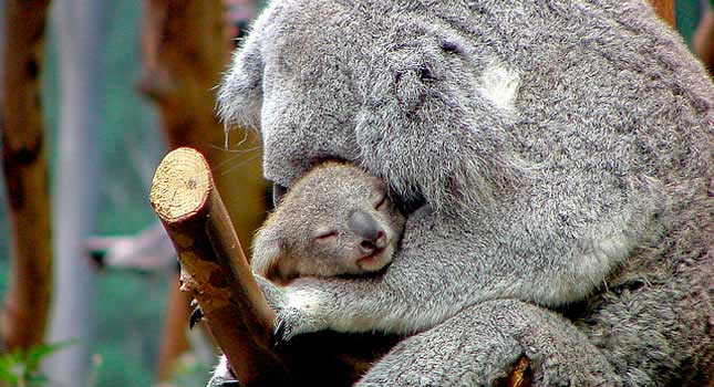 Koala bebé y mamá - Imagui