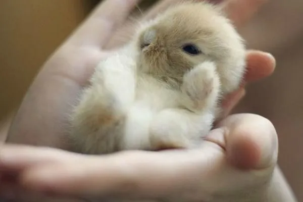 Imagenes de conejos bebés tiernos - Imagui